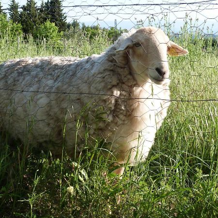 Gite Des Figuiersカルカソンヌ エクステリア 写真